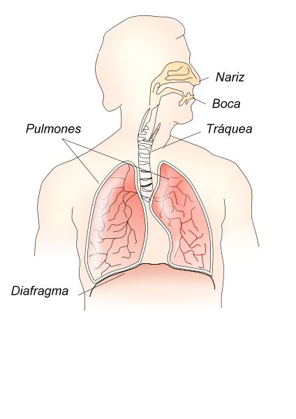 sistema_respiratorio.png