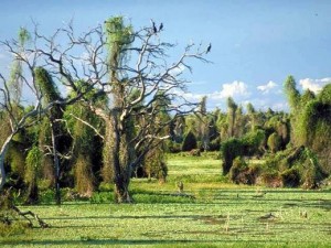 48_Formosa_Argentina