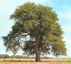 Caldén, arbol alto de gran copa y tronco grueso, típico del Gran Chaco