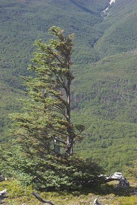 Arbol pelado de un solo lado, efecto causado por los fuertes vientos