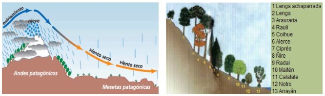 Efecto de la cordillera en los vientos húmedos; variación de la vegetación arbórea según la altura