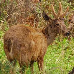 Ciervo con cuernos voltea la cabeza hacia el observador  