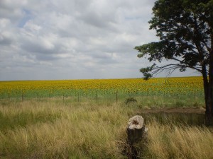 800px-SunflowerField048