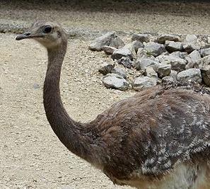 especie en peligro de extinción