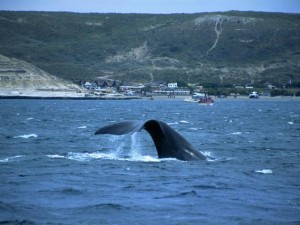 Cola de una ballena en Puerto Pirámides, provincia de Chubút.